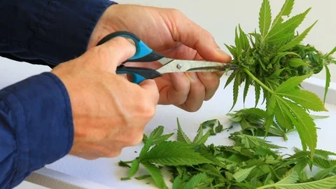 Caucasian Hand trimming and processing female Cannabis Marijuana Buds with a  Stock Footage 121032500
