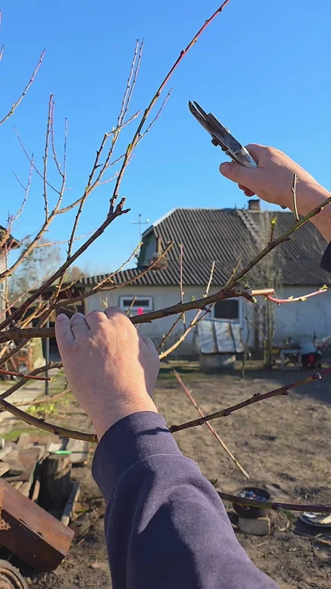 Caucasian hands pruning fruit tree branches with secateurs in a sunny backy.. Vídeo Stock 332311505
