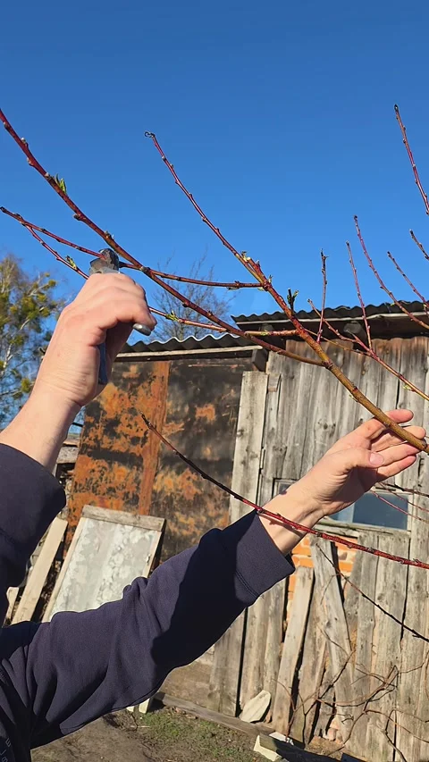 Caucasian hands using secateurs to prune peach tree branches in a sunny orc.. Vídeos de archivo 332311523