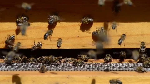 CAUCASIAN HONEY BEE Stockbeeldmateriaal 76461306