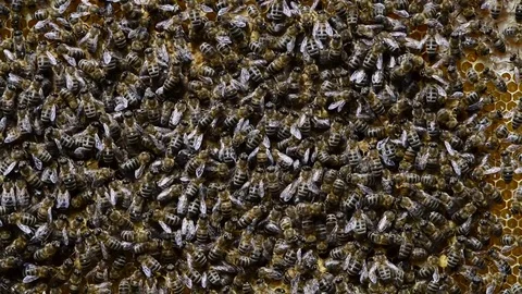 CAUCASIAN HONEY BEE Stock Footage 76461629