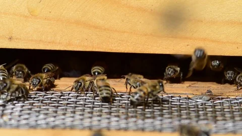 CAUCASIAN HONEY BEE Stock Footage 76461632