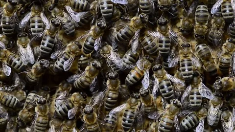 CAUCASIAN HONEY BEE 動画素材 76461806