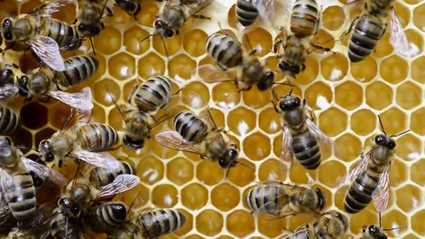 CAUCASIAN HONEY BEE Stock Footage 76461964