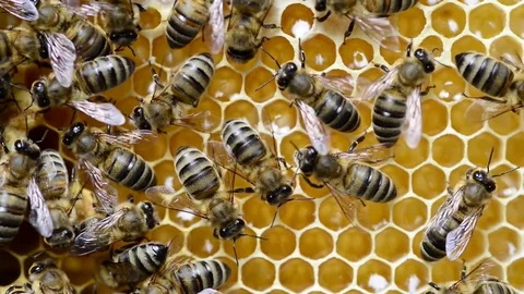 CAUCASIAN HONEY BEE Stock Footage 76461987