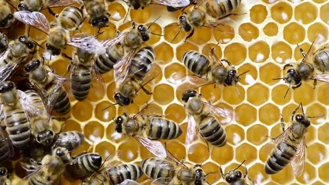 CAUCASIAN HONEY BEE Stock Footage 76462124
