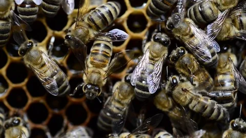 CAUCASIAN HONEY BEE Stock Footage 76462349