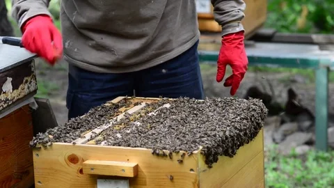 CAUCASIAN HONEY BEE Stock Footage 76462495