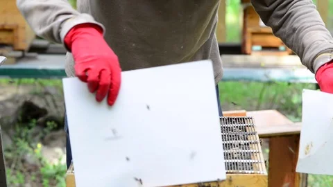 CAUCASIAN HONEY BEE Stock Footage 76462831