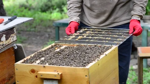 CAUCASIAN HONEY BEE Stock Footage 76462836