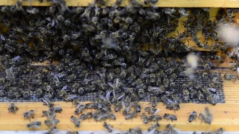 CAUCASIAN HONEY BEE Stock Footage 76462894