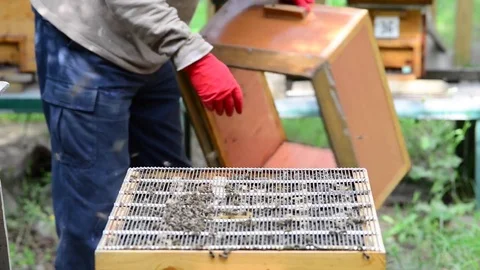 CAUCASIAN HONEY BEE Stock Footage 76462910