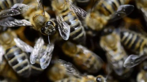 CAUCASIAN HONEY BEE Stock Footage 76463088