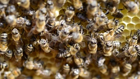 CAUCASIAN HONEY BEE Stock Footage 76463089