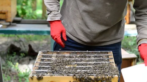 CAUCASIAN HONEY BEE Stock Footage 76463138