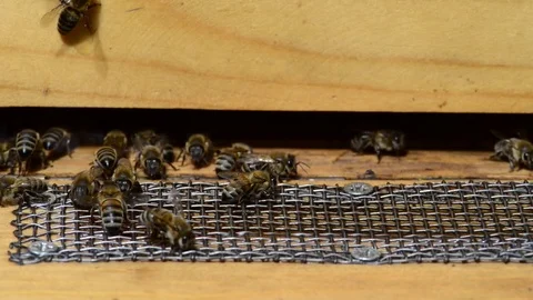 CAUCASIAN HONEY BEE Stock Footage 76463206