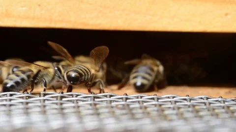 CAUCASIAN HONEY BEE Stock Footage 76463211