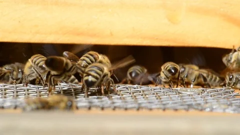 CAUCASIAN HONEY BEE Stock Footage 76463282