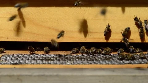 CAUCASIAN HONEY BEE Stock Footage 76463364