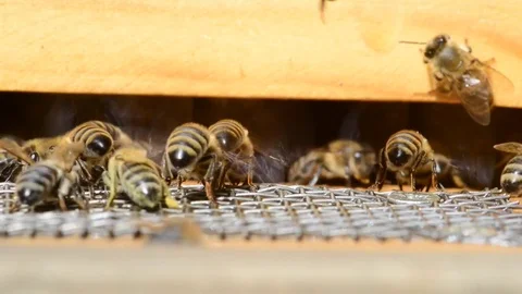 CAUCASIAN HONEY BEE Stock Footage 76463374