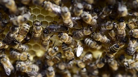 CAUCASIAN HONEY BEE Stock Footage 76463428
