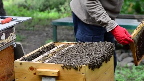 CAUCASIAN HONEY BEE Stock Footage 76490519