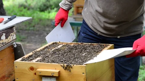 CAUCASIAN HONEY BEE Stock Footage 76490597
