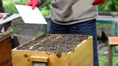 CAUCASIAN HONEY BEE Stock Footage 76490599