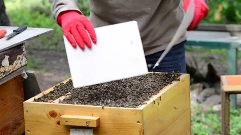 CAUCASIAN HONEY BEE Stock Footage 76490621