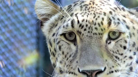Caucasian leopard eye close-up in zoo, Bioparco, Rome, Italy Stock Footage 80455032