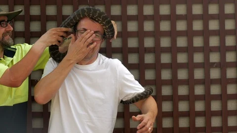 Caucasian male has a python placed on his head for the first time. Man Stock Footage 106999399