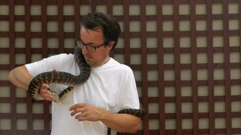 Caucasian male holds a python around his neck for the first time. The Stock Footage 106999436