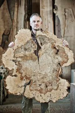 Caucasian man factory worker holding a sawn cross section of a  tree trunk in a Stock Photos