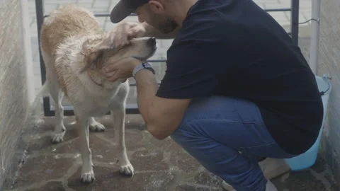 Caucasian man gently washes his white and brown dog outdoors in the garden Stock Footage 143220016