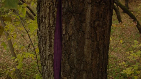 Caucasian man sets slackline between trees in the autumn forest. 스톡 동영상 142127489