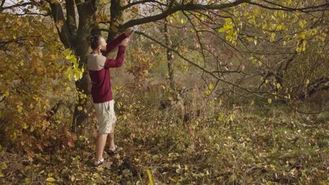 Caucasian man sets slackline between trees in the autumn forest. 스톡 동영상 142281137