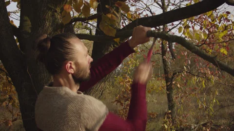 Caucasian man sets slackline between trees in the autumn forest. 스톡 동영상 142281846