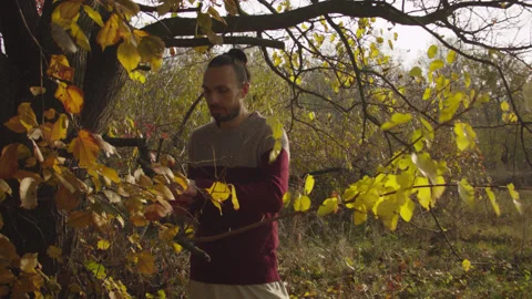 Caucasian man sets slackline between trees in the autumn forest. 스톡 동영상 142281911