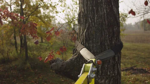 Caucasian man sets slackline between trees in the autumn forest. Stock-Footage 142303468
