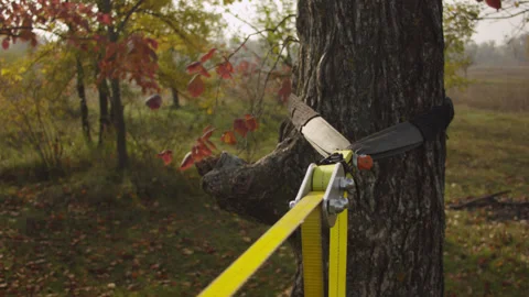 Caucasian man sets slackline between trees in the autumn forest. Stock-Footage 142304484