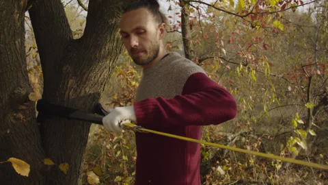 Caucasian man sets slackline between trees in the autumn forest. Stock-Footage 142306226