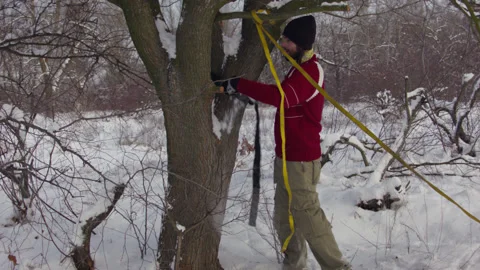 Caucasian man sets slackline between trees in the winter forest. 스톡 동영상 146961440