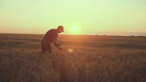 A caucasian man on the wheat field is checking his harvest of wheat in the sunse Stock Footage 197464634