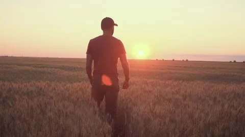 A caucasian man on the wheat field is checking his harvest of wheat in the sunse Stock Footage 197465385