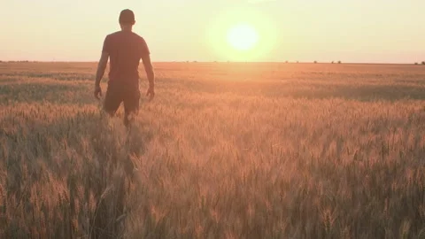A caucasian man on the wheat field is checking his harvest of wheat in the sunse Stock Footage 197593534