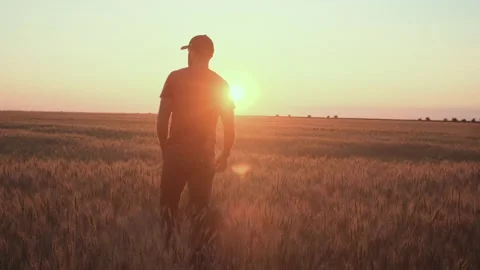 A caucasian man on the wheat field is checking his harvest of wheat in the sunse Vídeos de archivo 197597196