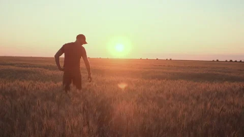 A caucasian man on the wheat field is checking his harvest of wheat in the sunse Stock Footage 197601579