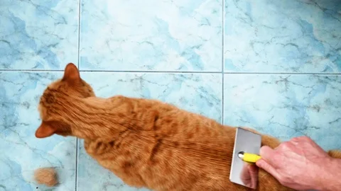 Caucasian man's hands comb red cat's hair. Cat escapes. Man removes cat's hair Stock Footage 111145593