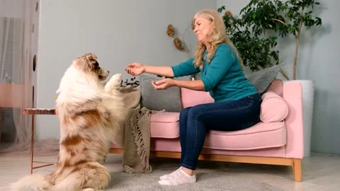 Caucasian middle aged woman is teaching Dog to Sit Pretty Stock Footage 161837341