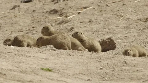 Caucasian Mountain ground squirrel 動画素材 276784093